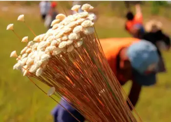 Naturatins realiza emissão de licença de manejo do Capim-Dourado e Buriti até 31 de julho; veja os documentos necessários
