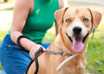 Prefeitura de Palmas realiza mais de 15 mil encoleiramentos de cães para prevenção do calazar; veja as áreas contempladas