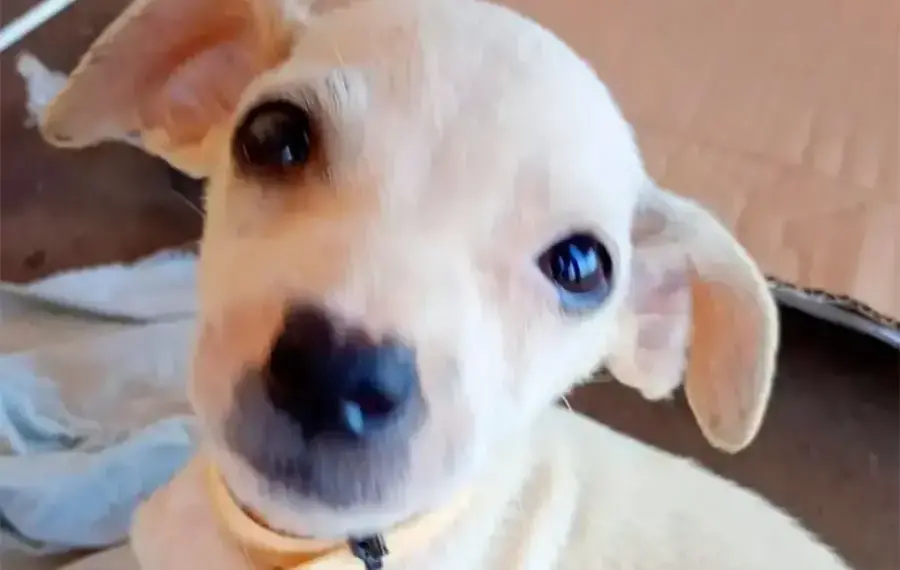 Com ingresso no valor de R$ 30 por pessoa, feijoada solidária em Palmas arrecadará fundos para o Instituto Amiguinhos de 4 Patas