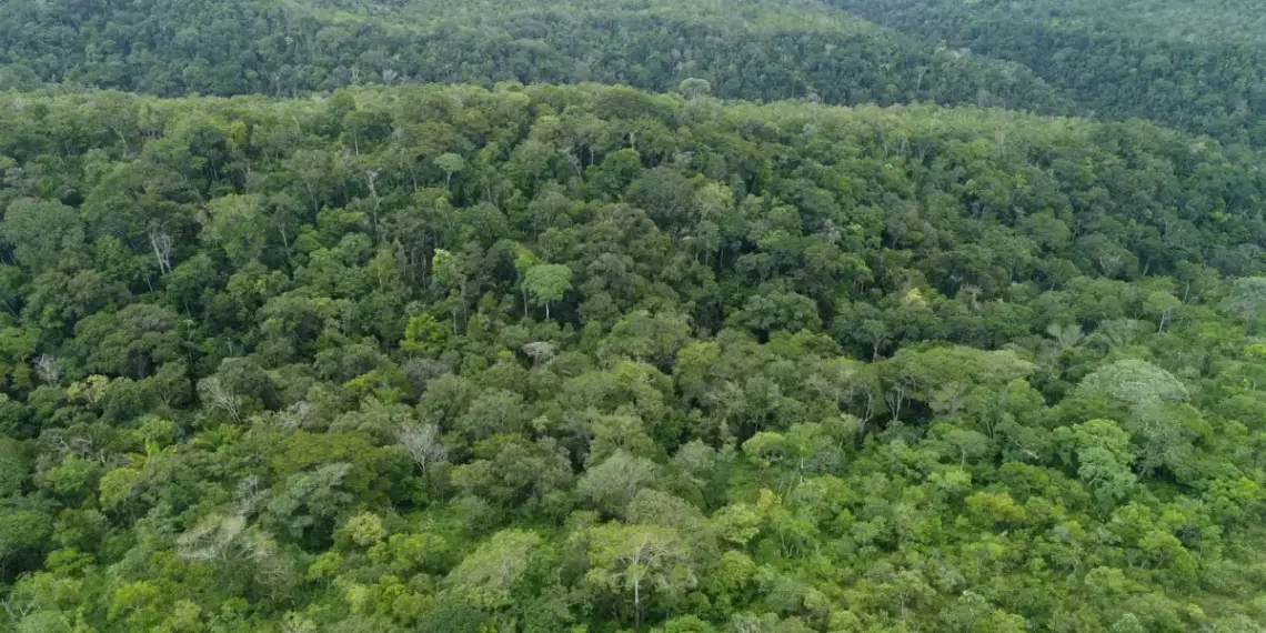 Tocantins registra redução de 20,7% no desmatamento no 1º semestre; dos 748,3 km² de desmate, 21% ocorreram em área não autorizada
