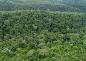 Tocantins registra redução de 20,7% no desmatamento no 1º semestre; dos 748,3 km² de desmate, 21% ocorreram em área não autorizada