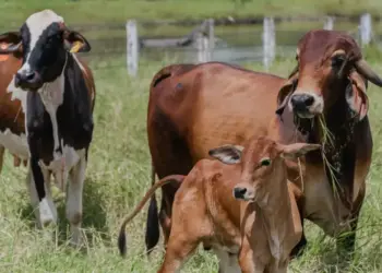 Tocantins alcança índice vacinal de 91,93% na campanha contra brucelose, informa Adapec
