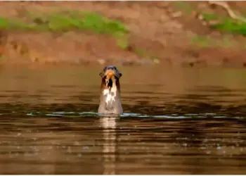 Pesquisa apoiada pelo Naturatins ganha destaque internacional em livro sobre comunicação acústica de mamíferos aquáticos
