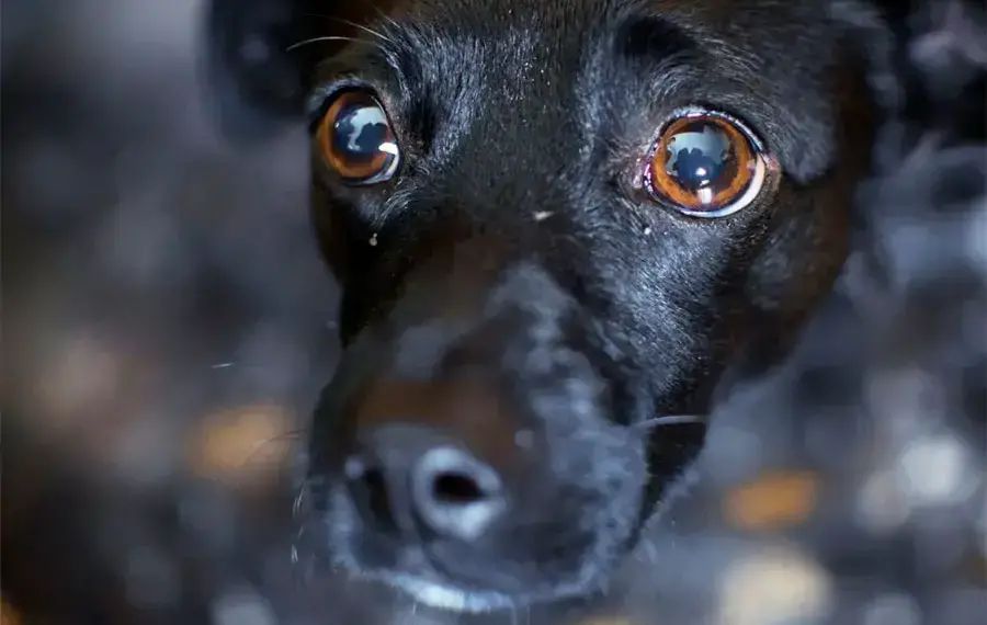 Prefeitura sanciona leis que proíbem fogos com estampido e tornam obrigatória a denúncia de maus-tratos em condomínios