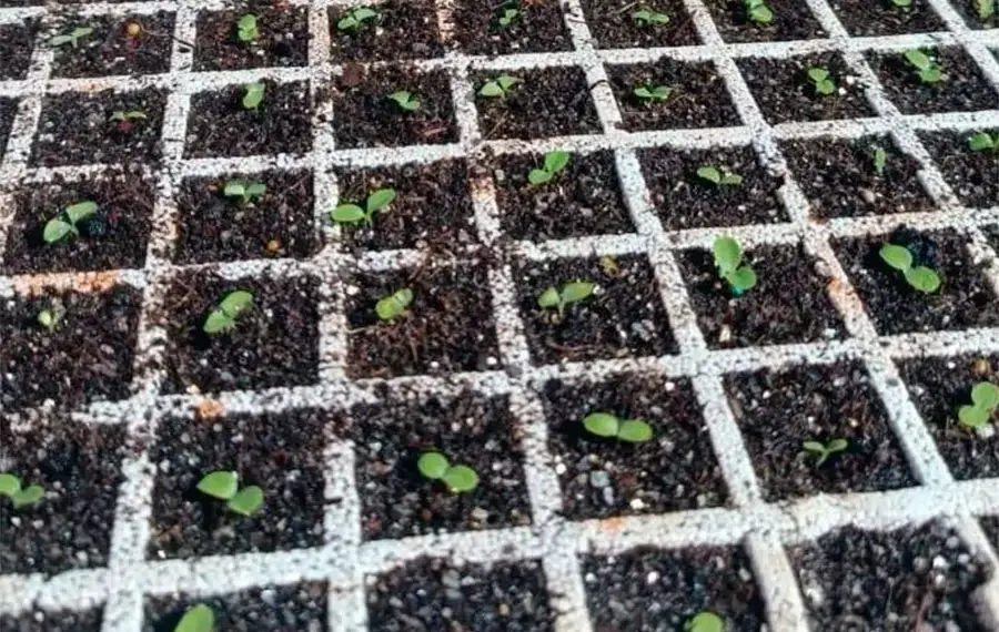 Prefeitura distribuirá gratuitamente 10 mil mudas de alface para hortas comunitárias de Palmas