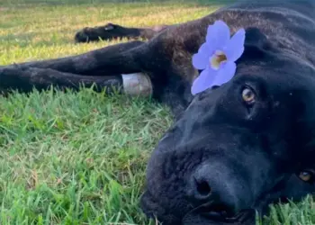 Prefeitura diz que vai denunciar ao MPTO tutor de cachorro por maus-tratos e morte do animal em Araguaína