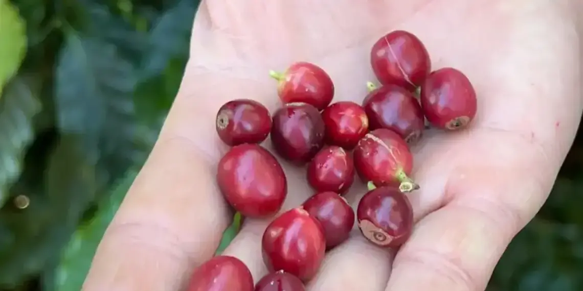 China habilita 183 empresas brasileiras a exportar café para o país