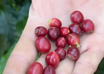 China habilita 183 empresas brasileiras a exportar café para o país
