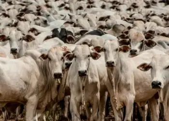 Tocantins bate recorde e PPM de 2024 aponta que no Estado há oito vezes mais bois do que pessoas