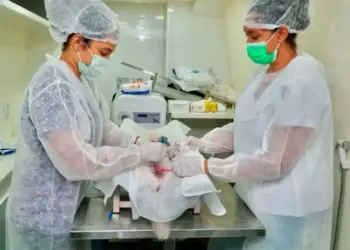 Com aumento de 7,56% em relação a 2024, Gurupi realiza mais de 1,2 castrações de cães e gatos até setembro