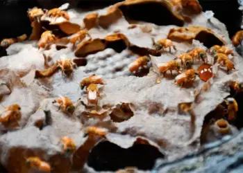 Adapec recomenda intensificação da vigilância nos apiários como medida preventiva do pequeno besouro das colmeias