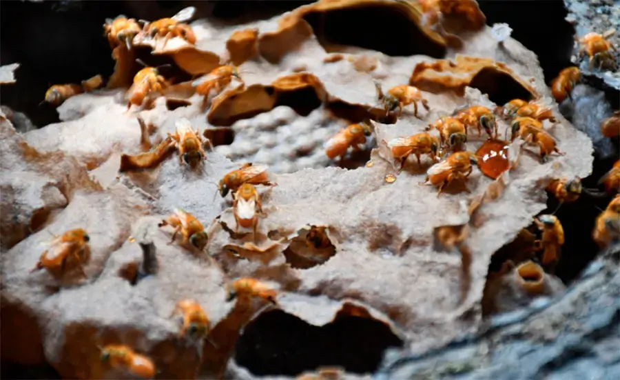 Adapec recomenda intensificação da vigilância nos apiários como medida preventiva do pequeno besouro das colmeias