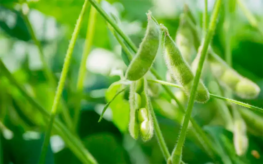 Plantio de soja sequeiro para a safra 2025/2026 está liberado a partir desta quarta-feira, anuncia Adapec