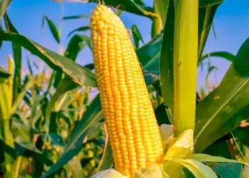 Governo do Tocantins celebra produção recorde de 2,25 milhões de toneladas de milho segunda safra, aponta Conab