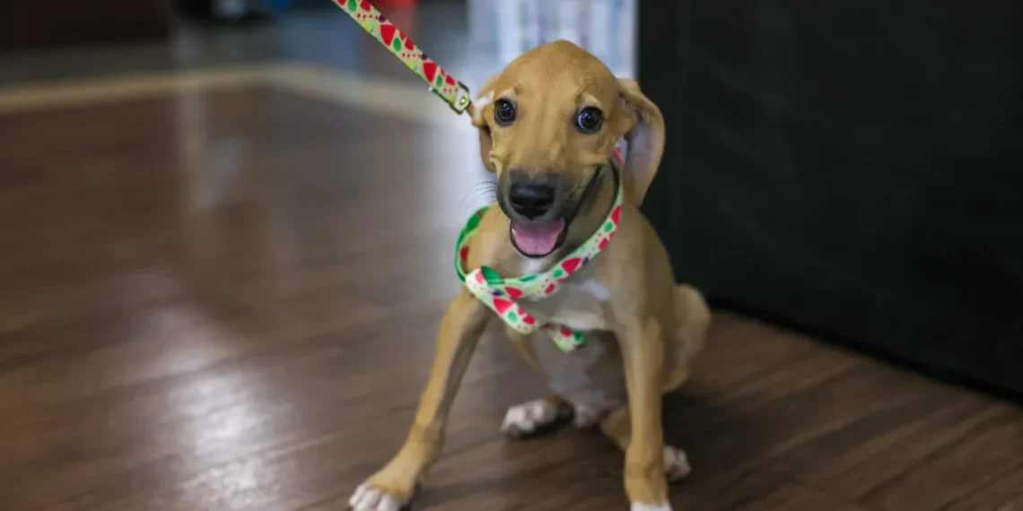 Capital passa a ter legislação que obriga órgãos públicos a exibirem placas contra maus-tratos e abandono de animais