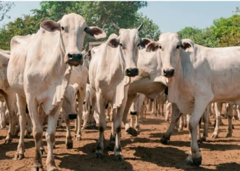 Com 89,5% dos animais declarados, Adapec divulga resultado da campanha pecuária na Ilha do Bananal