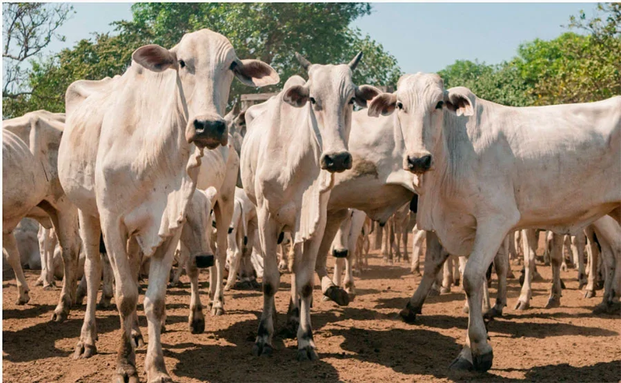 Com 89,5% dos animais declarados, Adapec divulga resultado da campanha pecuária na Ilha do Bananal