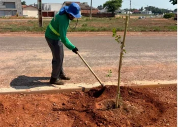Prefeitura de Gurupi inicia arborização urbana com o plantio de 450 mudas de Resedá