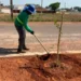 Prefeitura de Gurupi inicia arborização urbana com o plantio de 450 mudas de Resedá