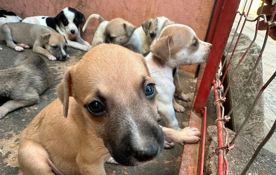 Prefeitura de Palmas adota castração como estratégia para mais saúde e controle populacional de cães e gatos