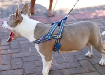 Saiba quais órgãos acionar em casos de maus tratos e fuga de animais domésticos