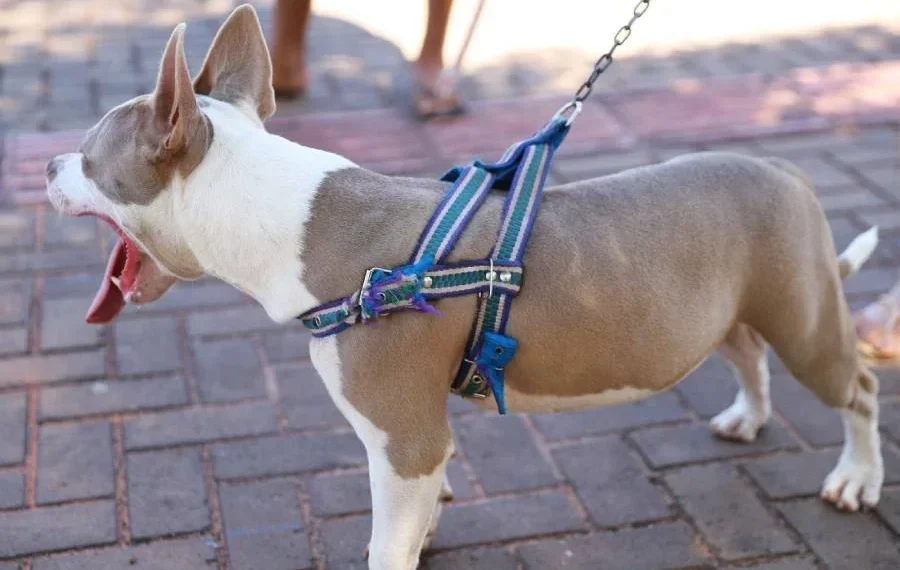 Saiba quais órgãos acionar em casos de maus tratos e fuga de animais domésticos