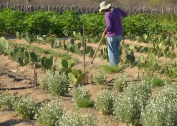 Conflito rural, reforma agrária, disputa de terra