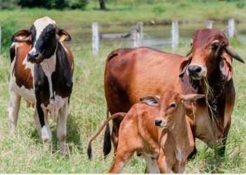 Adapec alerta produtores rurais que prazo final da declaração obrigatória de rebanhos termina dia 30