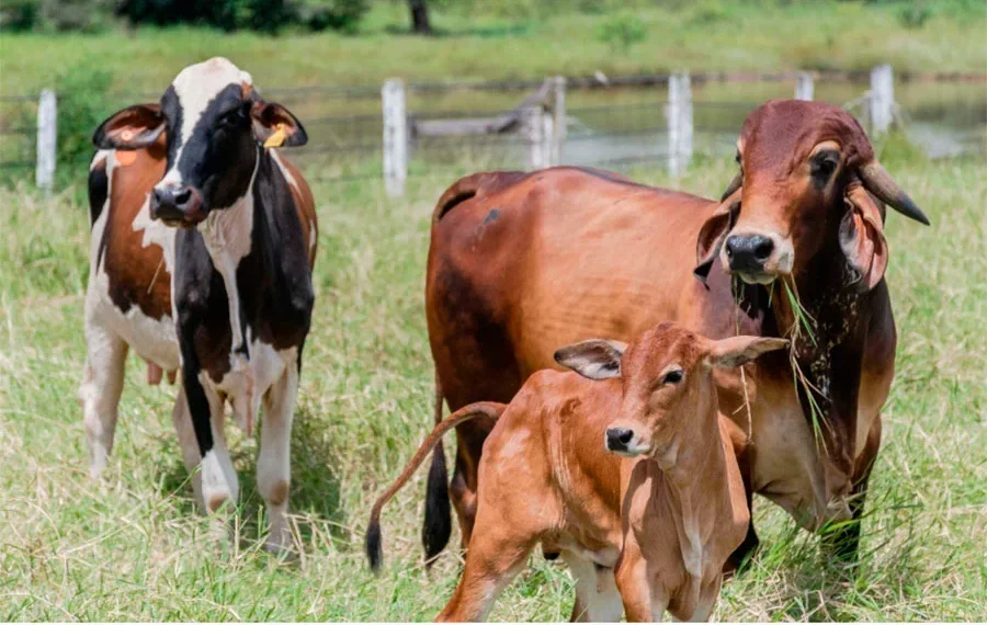 Adapec alerta produtores rurais que prazo final da declaração obrigatória de rebanhos termina dia 30