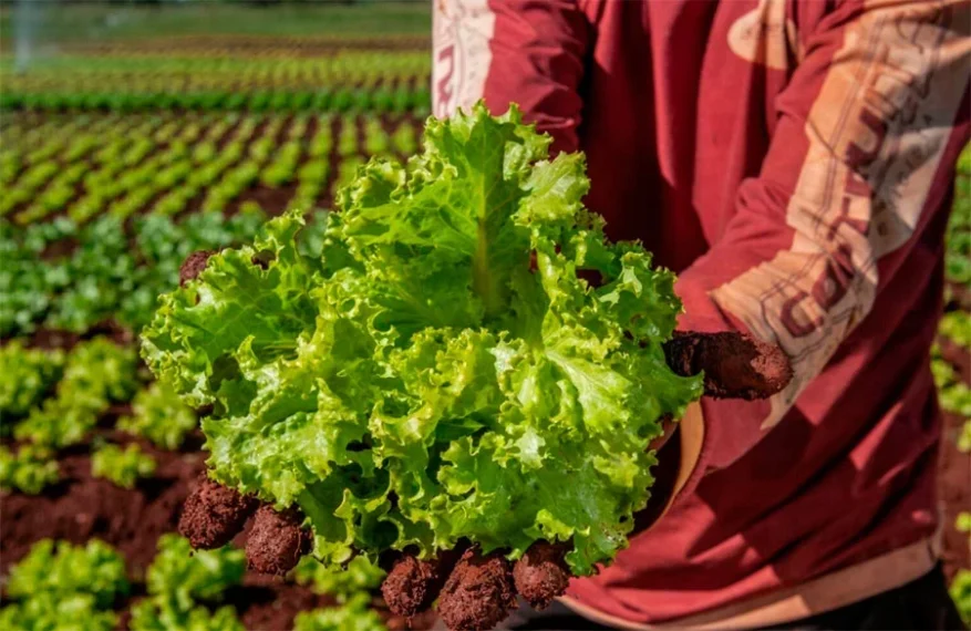 Semeg inicia mapeamento da Agricultura Familiar 2026 para abastecimento da rede de ensino de Gurupi