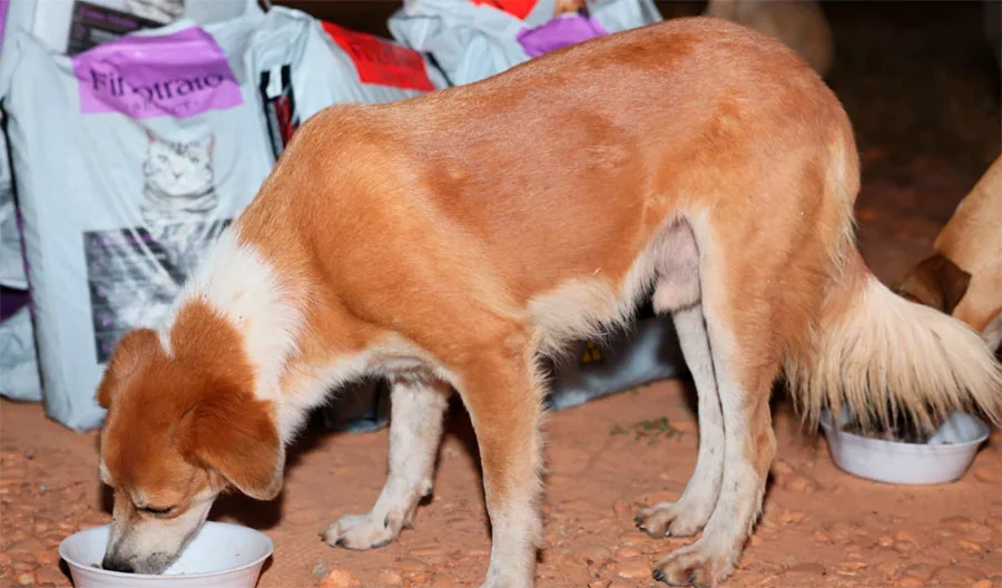 Sebem lança programa Tigela Cheia e realiza posse do Conselho Municipal de Proteção e Defesa dos Animais: “Suporte direto aos cuidadores”