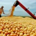 Estão abertas as inscrições para a Abertura Nacional da Colheita da Soja 2025/26 no TO; Richard Rasmussen participa de um dos painéis