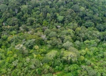 Cigma mostra redução de mais de 20% no desmatamento e de cerca de 34% nas áreas queimadas no Tocantins em 2025