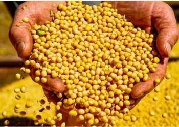 Tocantins ultrapassa US$ 3 bilhões em exportações, ocupando 3º lugar na região Norte no ano de 2025; aponta dados da Secex