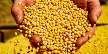 Tocantins ultrapassa US$ 3 bilhões em exportações, ocupando 3º lugar na região Norte no ano de 2025; aponta dados da Secex