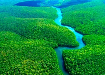 Porto Nacional apoia o Floresta+Amazônia e incentiva preservação com geração de renda para pequenos produtores rurais