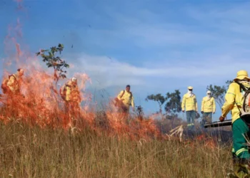 Naturatins registra queda de mais de 30% em área afetada por incêndios nas UCs do Tocantins em 2025