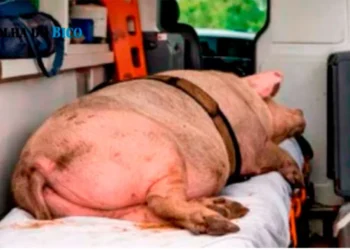 Motorista da rede de saúde de Sampaio é exonerado após ser flagrado transportando porco em ambulância