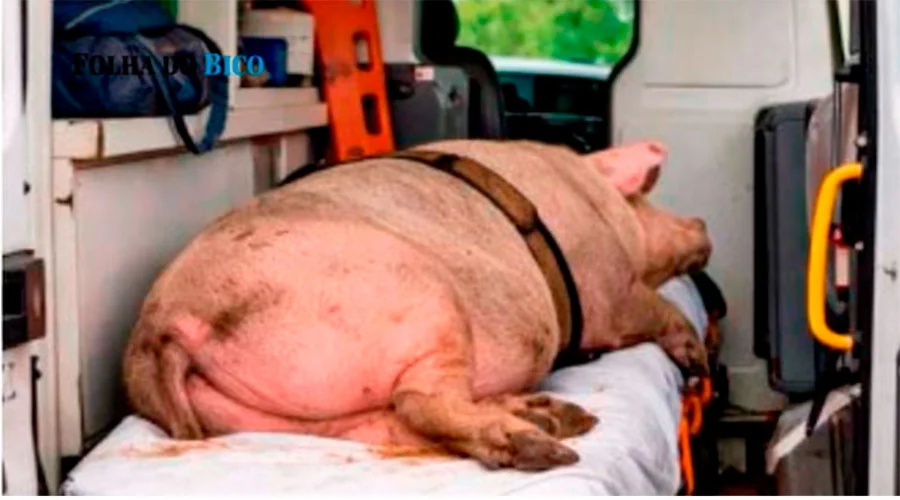 Motorista da rede de saúde de Sampaio é exonerado após ser flagrado transportando porco em ambulância