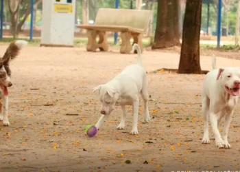 Estatuto dos Cães e Gatos prevê penas de seis meses a dez anos de reclusão para quem matar ou torturar cães ou gatos