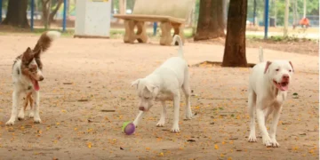 Estatuto dos Cães e Gatos prevê penas de seis meses a dez anos de reclusão para quem matar ou torturar cães ou gatos