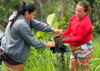 Mulheres Akwê Xerente fortalecem a proteção ambiental a partir dos saberes tradicionais, diz Abix