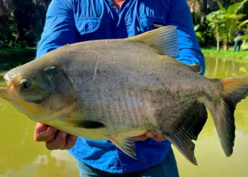 Em 2025, Tocantins alcançou produção de 20,4 mil toneladas de peixes de cultivo e amplia a oferta de pescado na Semana Santa, aponta Peixe BR