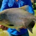 Em 2025, Tocantins alcançou produção de 20,4 mil toneladas de peixes de cultivo e amplia a oferta de pescado na Semana Santa, aponta Peixe BR