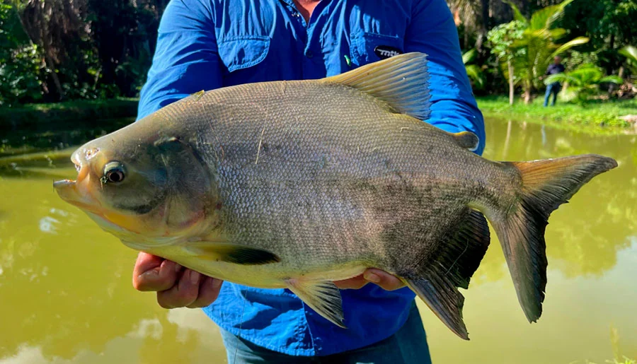 Em 2025, Tocantins alcançou produção de 20,4 mil toneladas de peixes de cultivo e amplia a oferta de pescado na Semana Santa, aponta Peixe BR