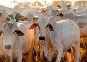 Rebanho bovino do Tocantins é o sexto que mais cresceu no Brasil, com 39,2%; atualmente, o Estado já soma mais de 11 milhões de cabeças de gado