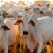 Rebanho bovino do Tocantins é o sexto que mais cresceu no Brasil, com 39,2%; atualmente, o Estado já soma mais de 11 milhões de cabeças de gado