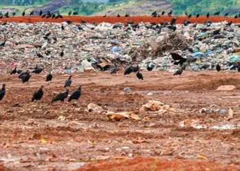 Quatro prefeituras do sudeste do Estado são alvos de recomendação do MPE sobre descarte irregular de restos de animais em lixões; gestores têm 15 dias para informar se acataram a sugestão