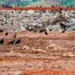Quatro prefeituras do sudeste do Estado são alvos de recomendação do MPE sobre descarte irregular de restos de animais em lixões; gestores têm 15 dias para informar se acataram a sugestão