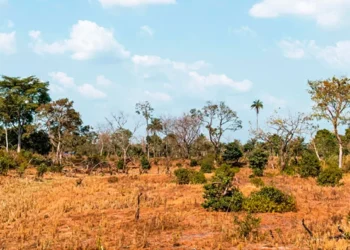 MPE formaliza acordos de recuperação de mais de 3,3 mil hectares no Cerrado no Estado
